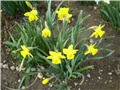 narcisi